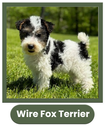 Wire Fox Terrier