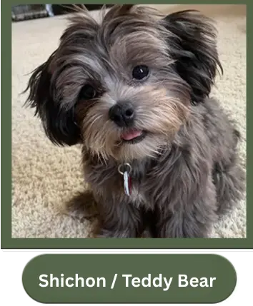 Shichon / Teddy Bear