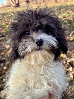 Shihpoo Hailey