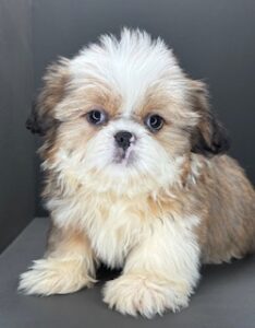 Shih Tzu Quincy