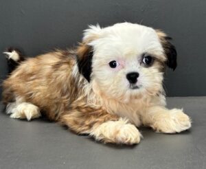 Shih Tzu Sadie