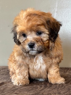 Zeke Shihpoo