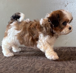 Zira Shihpoo