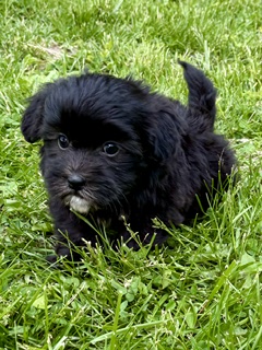 Shichon Dale