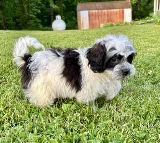 Shihpoo Cam