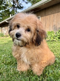 Shihpoo Zeke