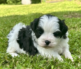 Shichon Hanna