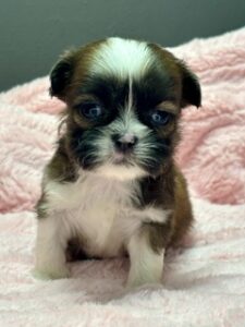 Shih Tzu Grace