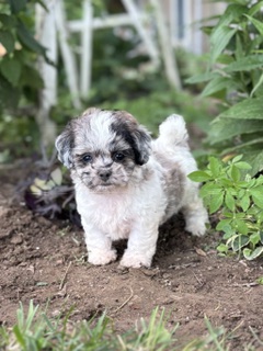Shihpoo Enga
