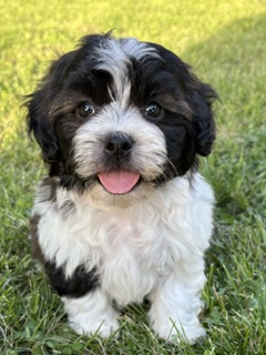 Shihpoo Frankie