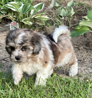 Shihpoo Freddie