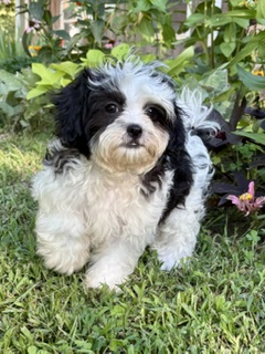 Hanna Shichon