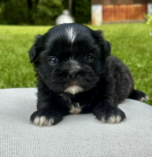 ShihTzu Lucy
