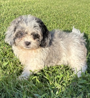 Shihpoo Jan
