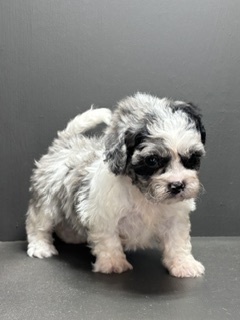 Shihpoo Jan