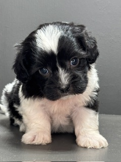 Shihpoo Jay