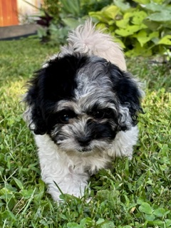 Shihpoo Jen