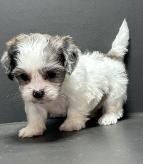 Shihpoo Joy