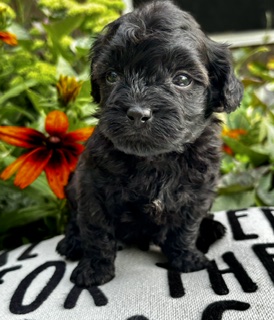 Shihpoo Kyle