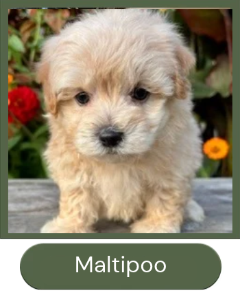 Maltipoo