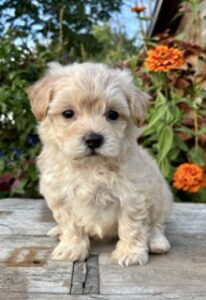 Maltipoo Pammy