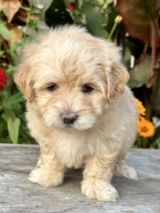 Maltipoo Patty