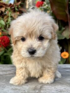 Maltipoo Paul