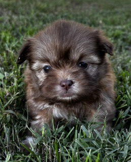 Shih Tzu - Nancy